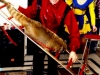 Владимир Мальцев, цирковая дрессура животных: собаки, обезьяна, носуха, питон.