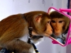 Я симпатичный, себе нравлюсь. Владимир Мальцев,  цирк с животными: собаки, обезьяна,носуха, питон.