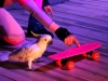 Шоу попугаев, шоу с животными, веселое представление